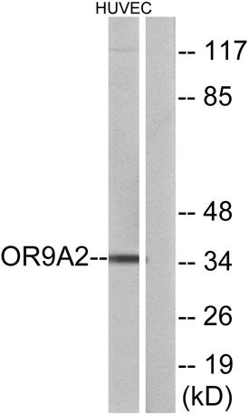 Olfactory receptor 9A2 rabbit pAb