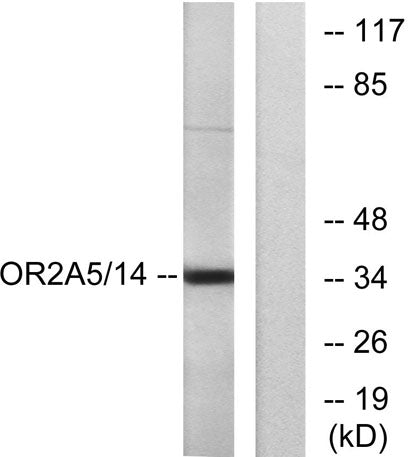 Olfactory receptor 2A5/14 rabbit pAb