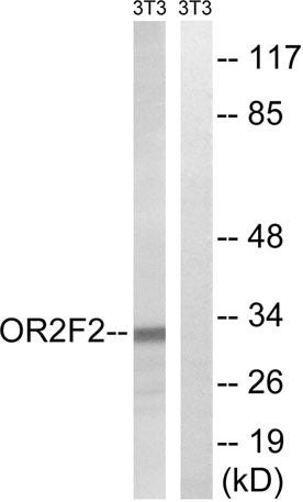 Olfactory receptor 2F2 rabbit pAb