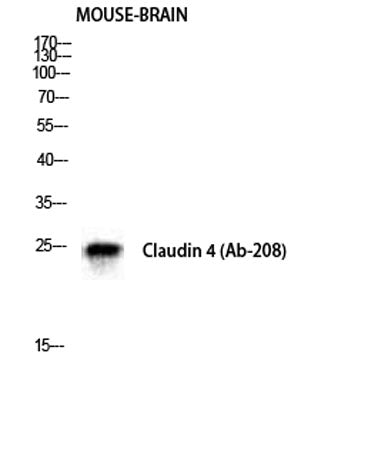 Claudin-4 rabbit pAb