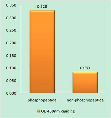 CREB-1 (phospho Ser121) rabbit pAb