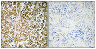 GATA-5 rabbit pAb