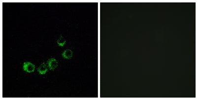 Olfactory receptor 10A5 rabbit pAb
