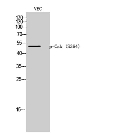 Csk (phospho Ser364) rabbit pAb
