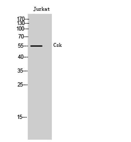 Csk rabbit pAb