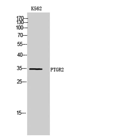PTGR2 rabbit pAb
