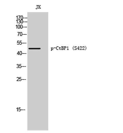 CtBP1 (phospho Ser422) rabbit pAb
