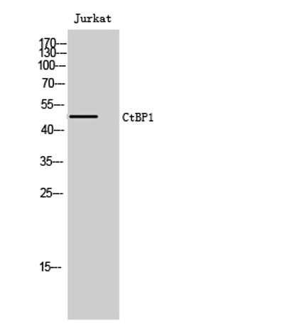 CtBP1 rabbit pAb