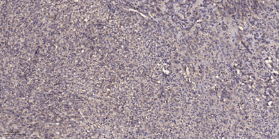 CYP2A6/7 rabbit pAb