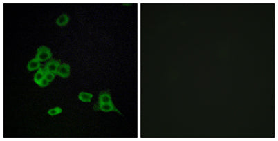 CYP2C8 rabbit pAb