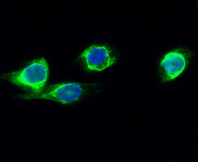 CYP2E1 rabbit pAb