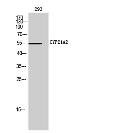 CYP21A2 rabbit pAb