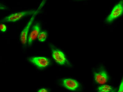 DAPK3 (phospho Thr265) rabbit pAb