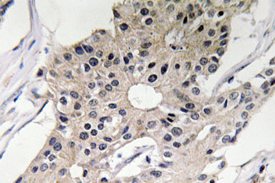 Defensin α1 rabbit pAb