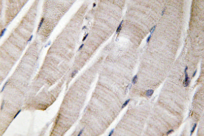 Defensin α3 rabbit pAb