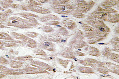 Defensin α4 rabbit pAb