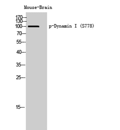 Dynamin I (phospho Ser778) rabbit pAb