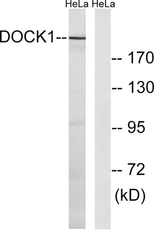DOCK 180 rabbit pAb