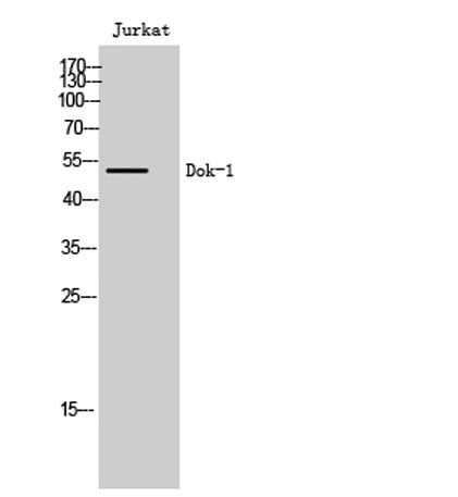 Dok-1 rabbit pAb