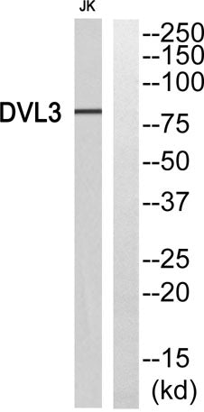 Dvl-3 rabbit pAb