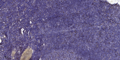 ECM1 rabbit pAb