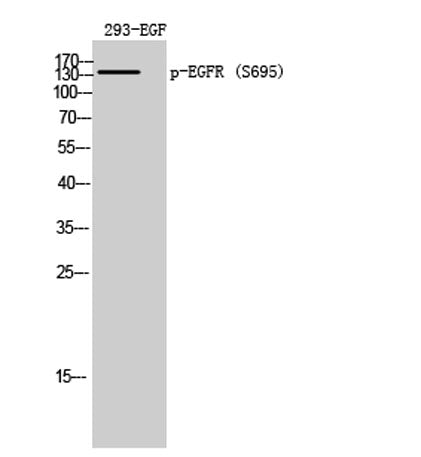 EGFR (phospho Ser695) rabbit pAb