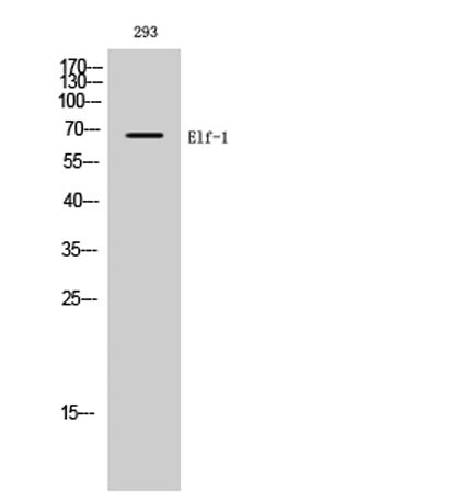 Elf-1 rabbit pAb