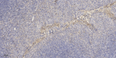 Macroglobulin α-2 rabbit pAb