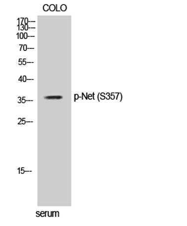 Net (phospho Ser357) rabbit pAb