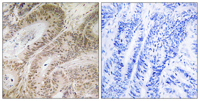 RDM1 rabbit pAb