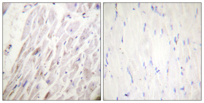 Dematin (phospho Ser403) rabbit pAb