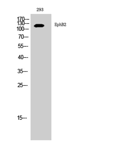 EphB2 rabbit pAb
