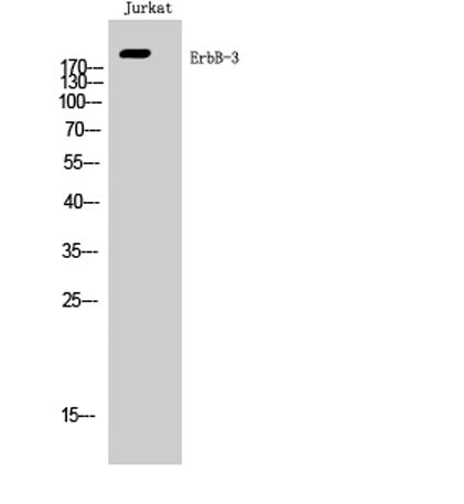 ErbB-3 rabbit pAb