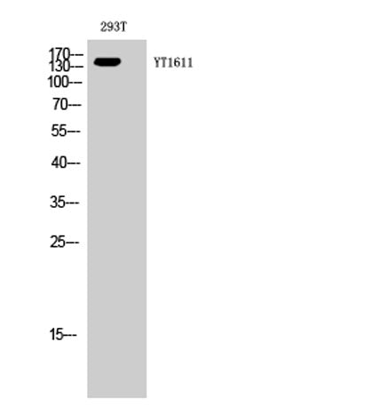 ErbB-3 rabbit pAb