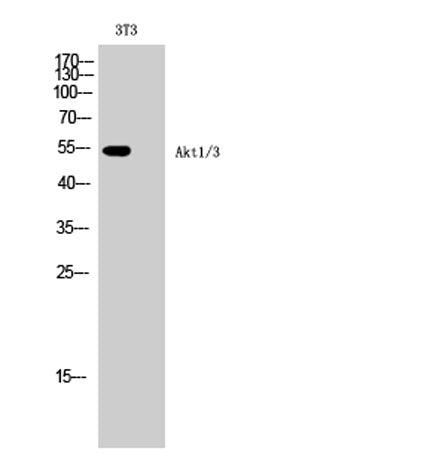 Akt1/3 rabbit pAb