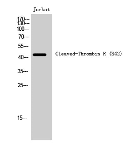 Cleaved-Thrombin R (S42) rabbit pAb