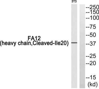 Cleaved-Factor XII HC (I20) rabbit pAb
