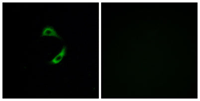 Olfactory receptor 10G9 rabbit pAb