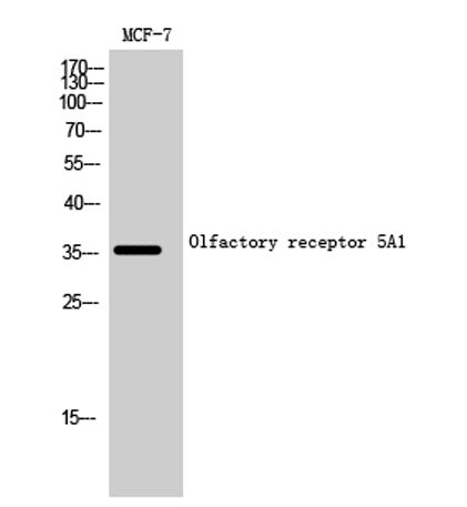 Olfactory receptor 5A1 rabbit pAb