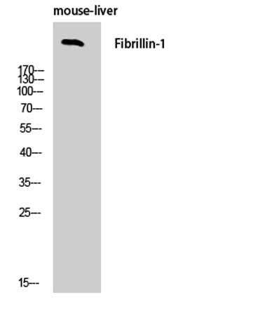 FBN1 rabbit pAb