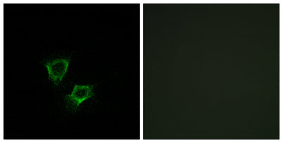 ZNRF2 rabbit pAb