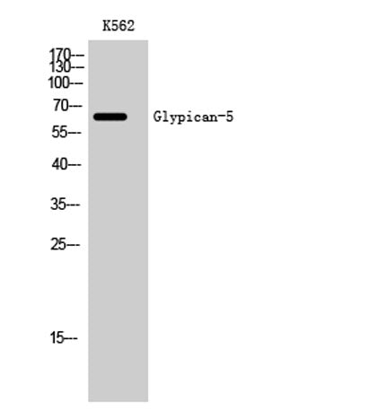 Glypican-5 rabbit pAb