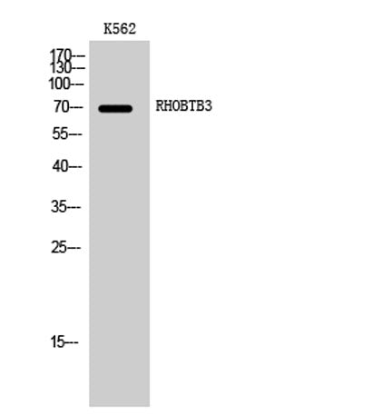 RHOBTB3 rabbit pAb