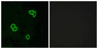 Latrophilin-1 rabbit pAb