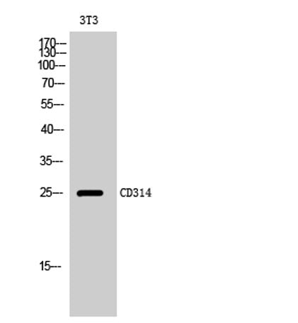 CD314 rabbit pAb