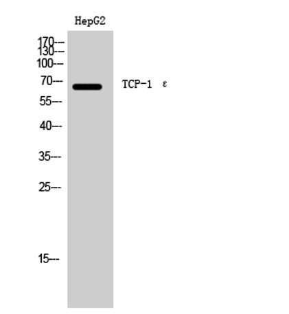 TCP-1 ε rabbit pAb