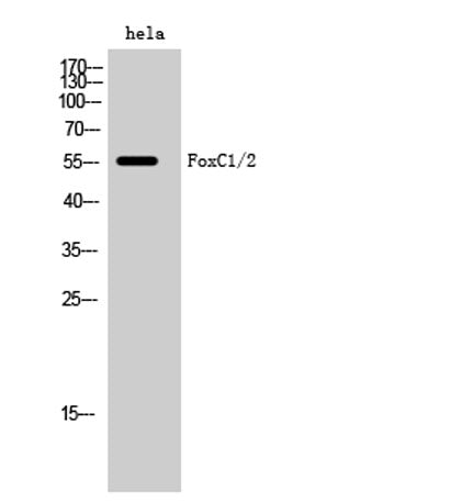 FoxC1/2 rabbit pAb