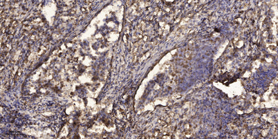 Myosin XVI rabbit pAb