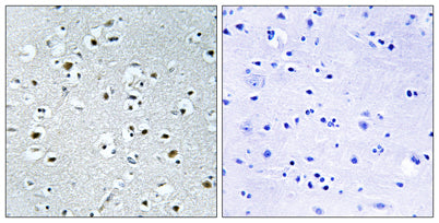 PRC rabbit pAb