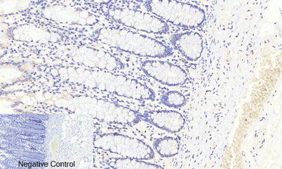 FoxO3A (phospho Ser253) rabbit pAb